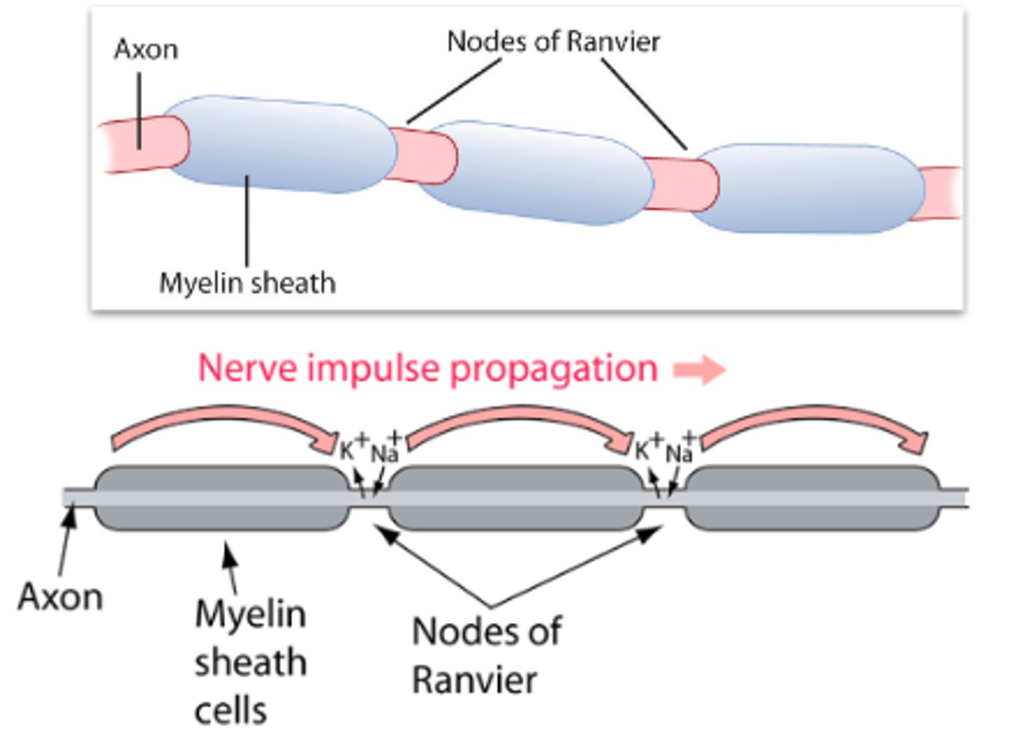 <p>The propagation of action potentials along myelinated axons from one node of Ranvier to the next node, increasing the conduction velocity of action potentials</p>