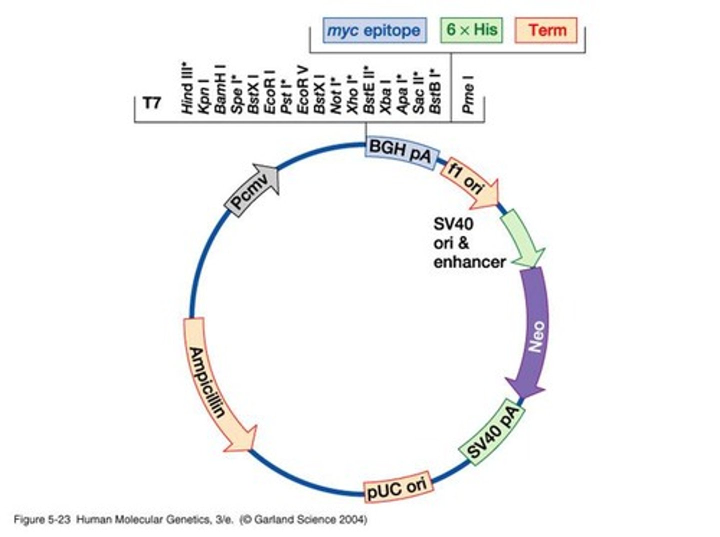 <p>allow experimenter to control the expression of cloned genes; multiple cloning site is located immediately downstream of a promoter region<br>-allow high levels of protein expression<br>-promoter is repressed unless activated by an inducer<br>-strong transcription terminator sites prevent read-through</p>