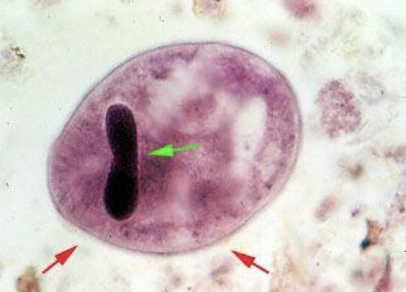 <p>Identify: Protozoa</p>