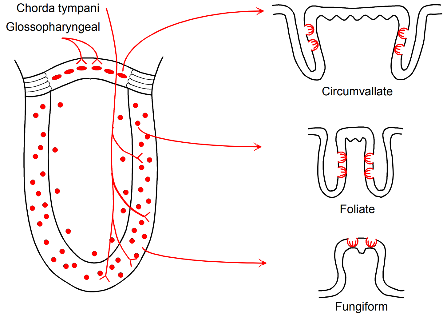 <p>Circumvallate at the back of the tongue</p><p>foliate in the middle of the tongue</p><p>fungiform at the front of the tongue</p>