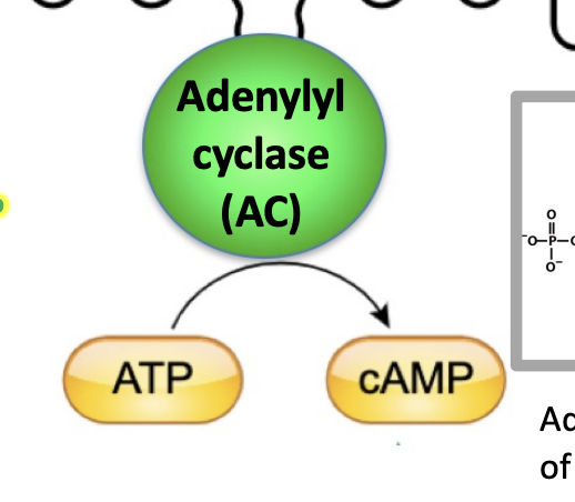 <p>catalyzes conversion of ATP into second messenger cyclic AMP (cAMP)</p>