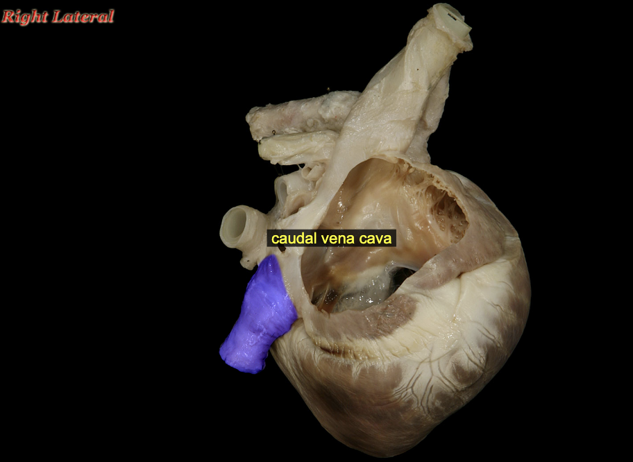 <p>Cranial vena cava &amp; Caudal vena cava</p>