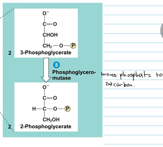 <p>glycolysis - step 8</p>