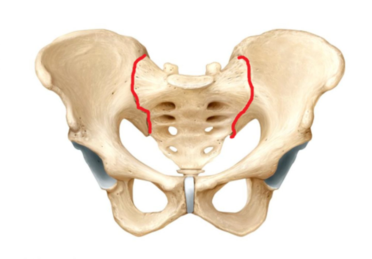 <p>the joint between the sacrum and the ilium</p>