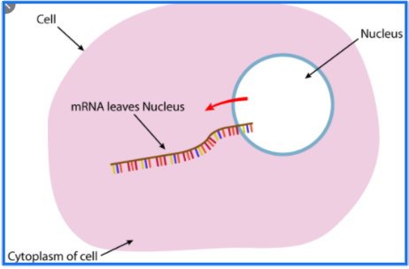 <p>Messenger RNA - brings genetic information to ribosome</p>
