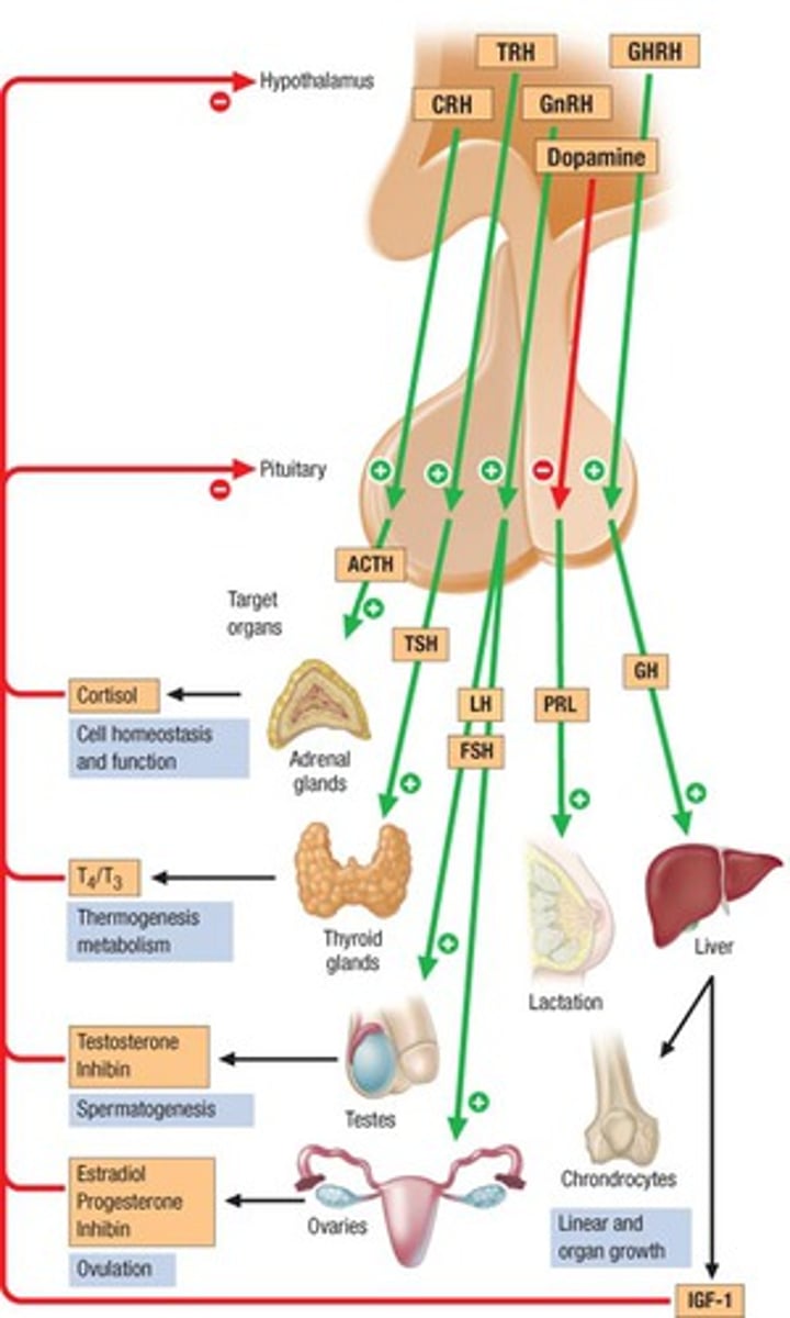 <p>ADH, oxytocin, regulatory hormones</p>