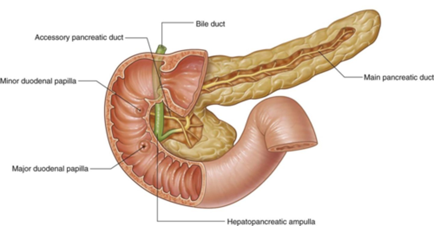 <p>hepatopancreatic ampulla</p>