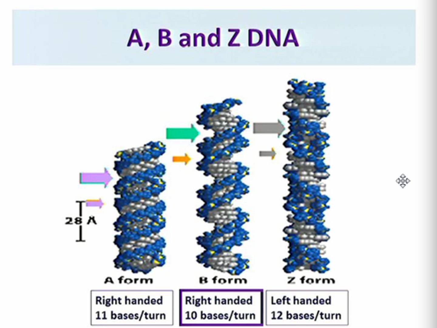 <p>B. DNA</p><p>- bases are perpendicular to the central axis (90 degrees)</p><p>--------------------------------</p><p>Z. DNA</p><p>- bases substantially tilted relative to central axis</p><p>- sugar-phosphate backbone has a zigzag pattern</p>