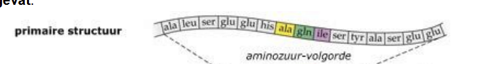 <p>Een streng aan elkaar gekoppelde aminozuren in een bepaalde volgorde, wordt bepaald door de genetische code (DNA)</p>