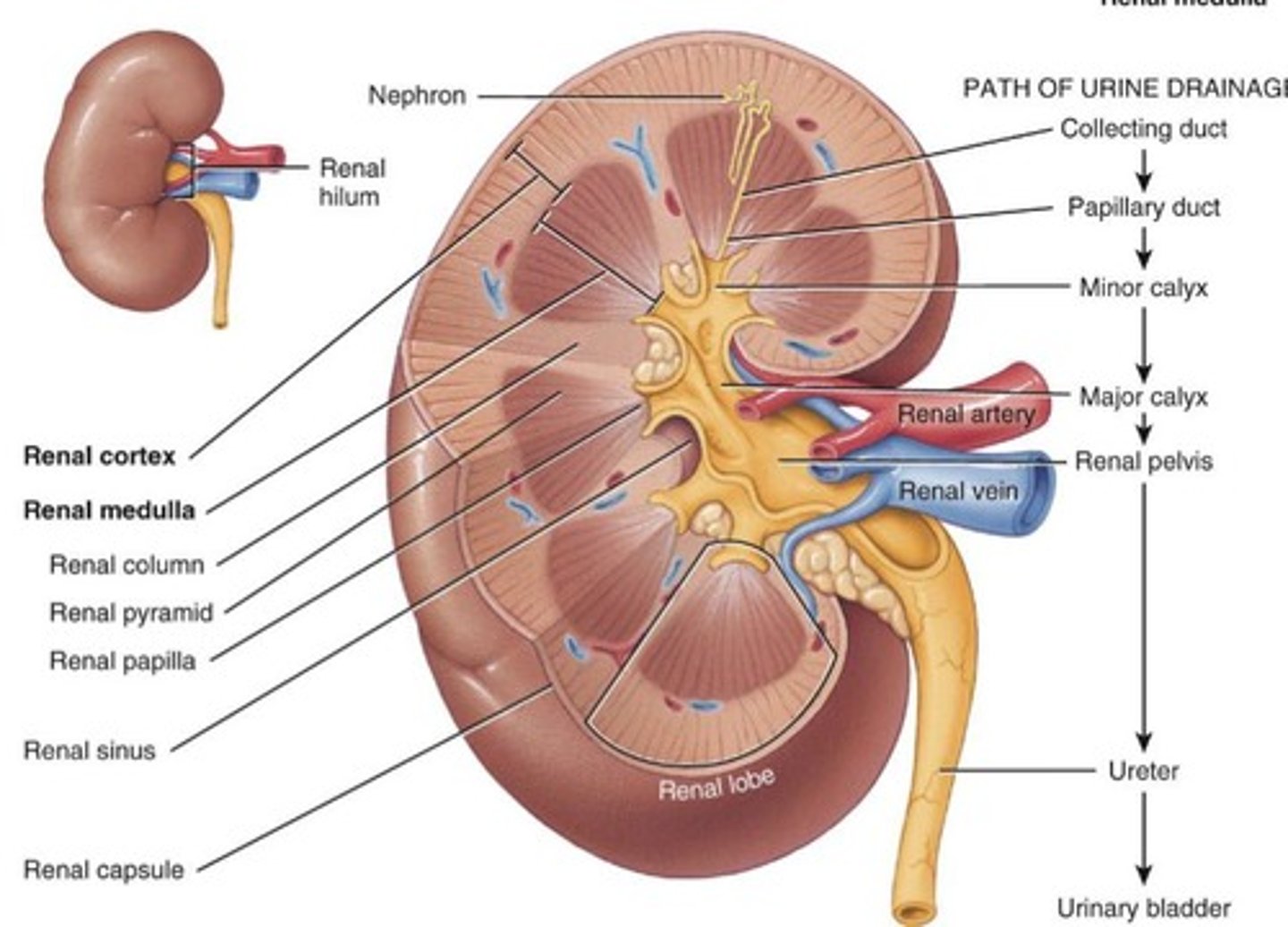 <p>Maintains homeostasis by managing the volume and composition of fluid reservoirs, primarily blood.</p>