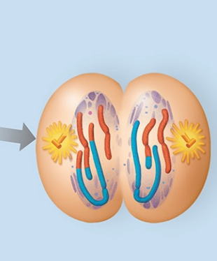 <ul><li><p>Formation de cellules haploïdes simples. </p></li><li><p>Décondensation des chromosomes (chromosomes simple → chromatine)</p></li></ul><p></p>