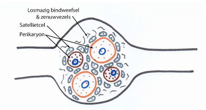 <p>= myeliniserende cellen van PZS</p><ul><li><p>vormen bijna continue huls rond axonen in PZS (vanaf perikaryon tot juist boven eindknopjes)</p><ul><li><p>omgeven zowel gemyeliniseerde als ongemyeliniseerde axonen</p></li><li><p>DUS: axonen liggen nooit vrij in intercellulaire ruimte</p></li></ul></li></ul><p>→ axonen samen met omgevende Schwann-cellen = zenuwvezels</p><p></p>