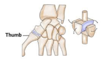 <p>Saddle joint</p>