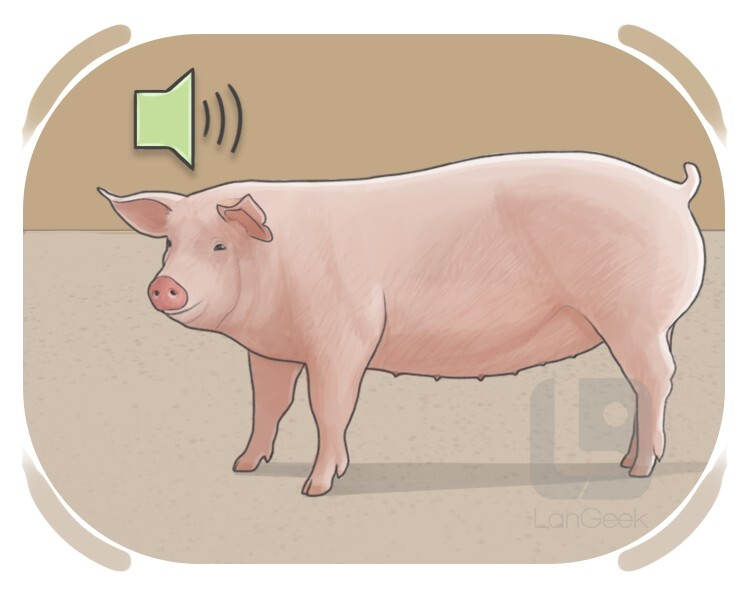 <p><span><span>(of animals, especially pigs) to make a low sound from the nose and throat</span></span></p>
