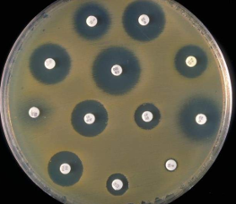 <p><mark data-color="yellow">Sensitivity to antibiotics</mark></p><p>Can you label, describe and explain what this diagram is/shows?</p>