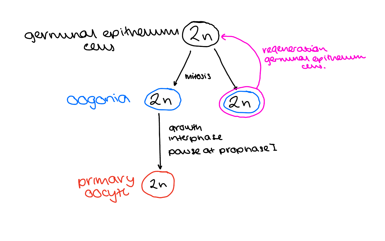 <ol><li><p>germinal epithelium cells (2n) undergo mitosis to produce two Oogonia (2n)</p></li></ol><p></p><ol start="2"><li><p>One oogonia used to regenerate a germinal epithelium cell, the other undergoes growth, interphase, and then pauses at prophase 1</p></li></ol><p></p><ol start="3"><li><p>A primary oocyte is formed</p></li></ol><p></p>