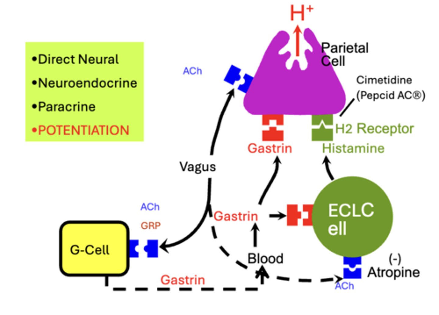 <p>Acid secretion from parietal cells is stimulated through: </p><p>a. Direct Neural</p><p>b. Neuroendocrine</p><p>c. Paracrine</p><p>acid secretion is also regulated by POTENTIATION</p>