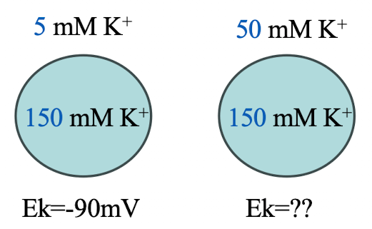 <p>What happens to the cell’s equilibrium potential if the extracellular K+ concentration increases from 5 mM to 50 mM, while intracellular K+ remains at 150 mM?</p><p>Ek = -90mV (ECF: ICF = 5mM: 150mM)</p><p>1. The cell’s equilibrium potential is less polarized (less negative or closer to 0).</p><p>2. The cell’s equilibrium potential is more polarized (more negative or farther from 0).</p><p>3. Nothing changes</p>