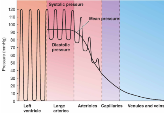 → Once again, we see ventricles contracting and relaxing twice in the heart and how pressure rapidly increases and decreases 

\
→ Arteries will also have high pressure; as they contract, there will be systolic pressure and as they relax, there will be diastolic pressure 

\
→ The mean pressure for normal person is 93mmHg

\
→ As we branch into arterioles, there is a rapid decrease in pressure as these vessels are main resistance vessels due to branching into different organs and a continued decrease in pressure 