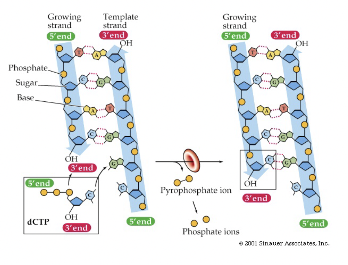 <ul><li><p>four nucleotides (in triphosphate nucleotide form)</p></li><li><p>DNA polymerase - enzyme that does the polymerization reaction</p></li><li><p>Template DNA with ragged ends so that DNA polymerase can attach the complementary nucleotide next in line</p></li><li><p>The bond between the alpha phosphate (attached to sugar) and the beta phosphate of the nucleotide is broke</p></li><li><p>then the alpha phosphate is attached to the 3’ hydroxyl group of the last nucleotide on the strand being extended</p></li></ul><p>(DNA Synthesis 5’ → 3’)</p><p></p><p>Note: in the test tube the DNA usually comes from an organism already purified so it has ragged ends from the damage of this process</p>