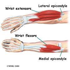 <ul><li><p>origin: lateral epicondyle of humerus</p></li><li><p>insertion: bases of 2nd and 3rd phalanges of 4 fingers</p></li></ul>