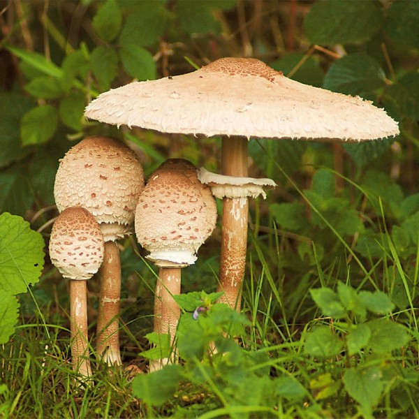 <p><span><span>Bedla vysoká</span></span></p>