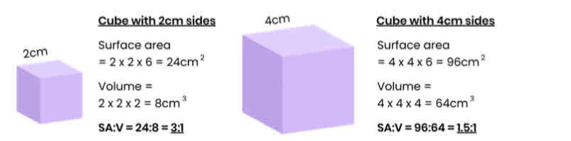 <p>   Divide surface area (size length x side width x number of sides) by volume (length x width x depth)</p>