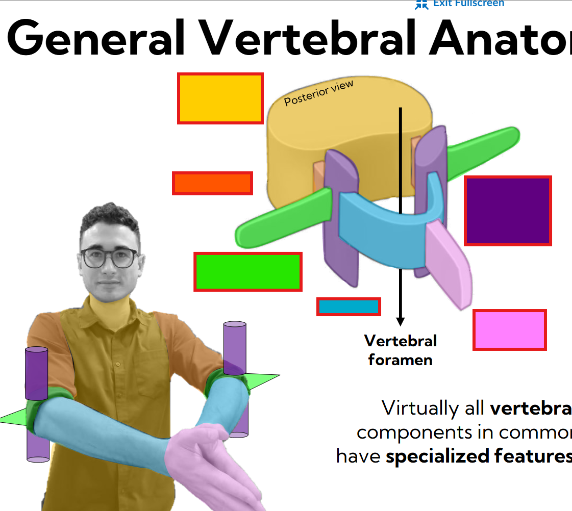 <p>General Vertebrae anatomy - label </p>