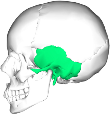 <p>(Cranium) What bone is this?</p>