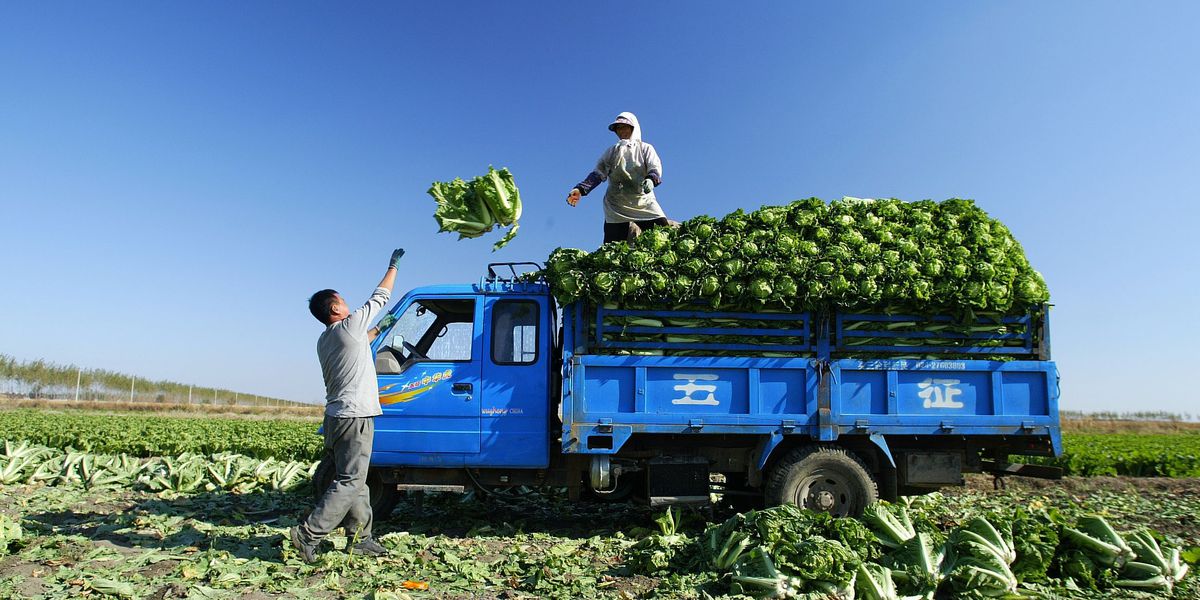 <p>an intensive commercial farming method that involves the large scale production of perishable fruits, vegetables, and flowers on a small farm for sale in nearby or distant markets</p>