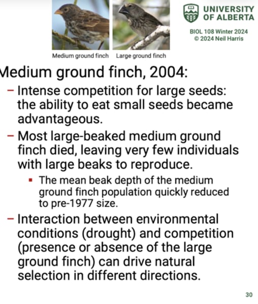 <p>A drought in 2004 and competition from large ground finch (a recent immigrant with a substantially larger beak) severely decreased the number of large seeds available.</p>