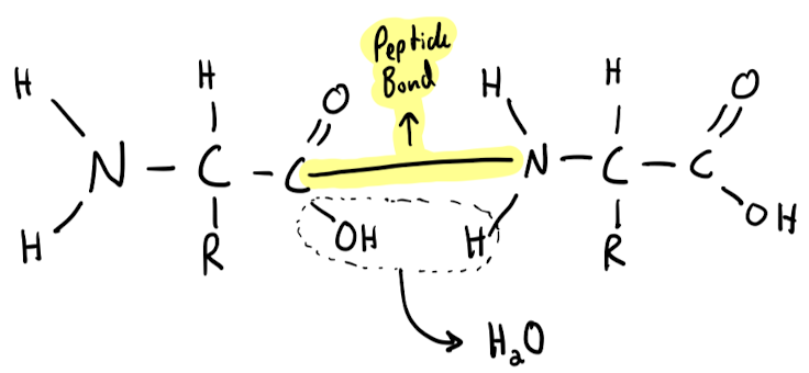 **long unbranched chain** of amino acids, each linked to its neighbor through a **covalent peptide bond**.