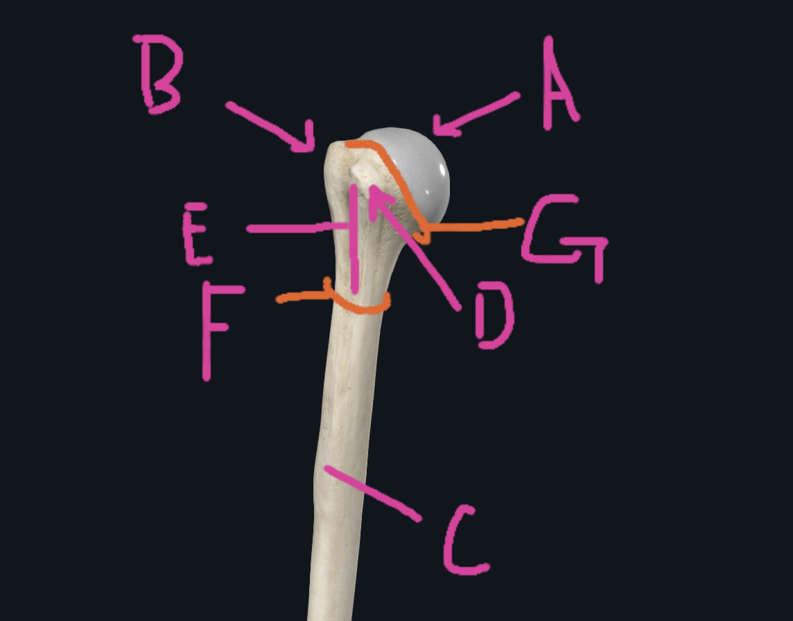 <p>D(Upper Humerus)</p>