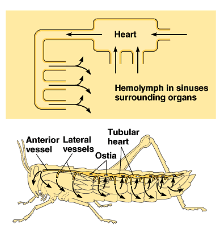 <ul><li><p>fluid leaves the tubes</p></li><li><p>pumped onto the tissues of the organism</p></li><li><p>fluids are recovered using a different set of tubes + recirculated</p></li></ul><p></p>