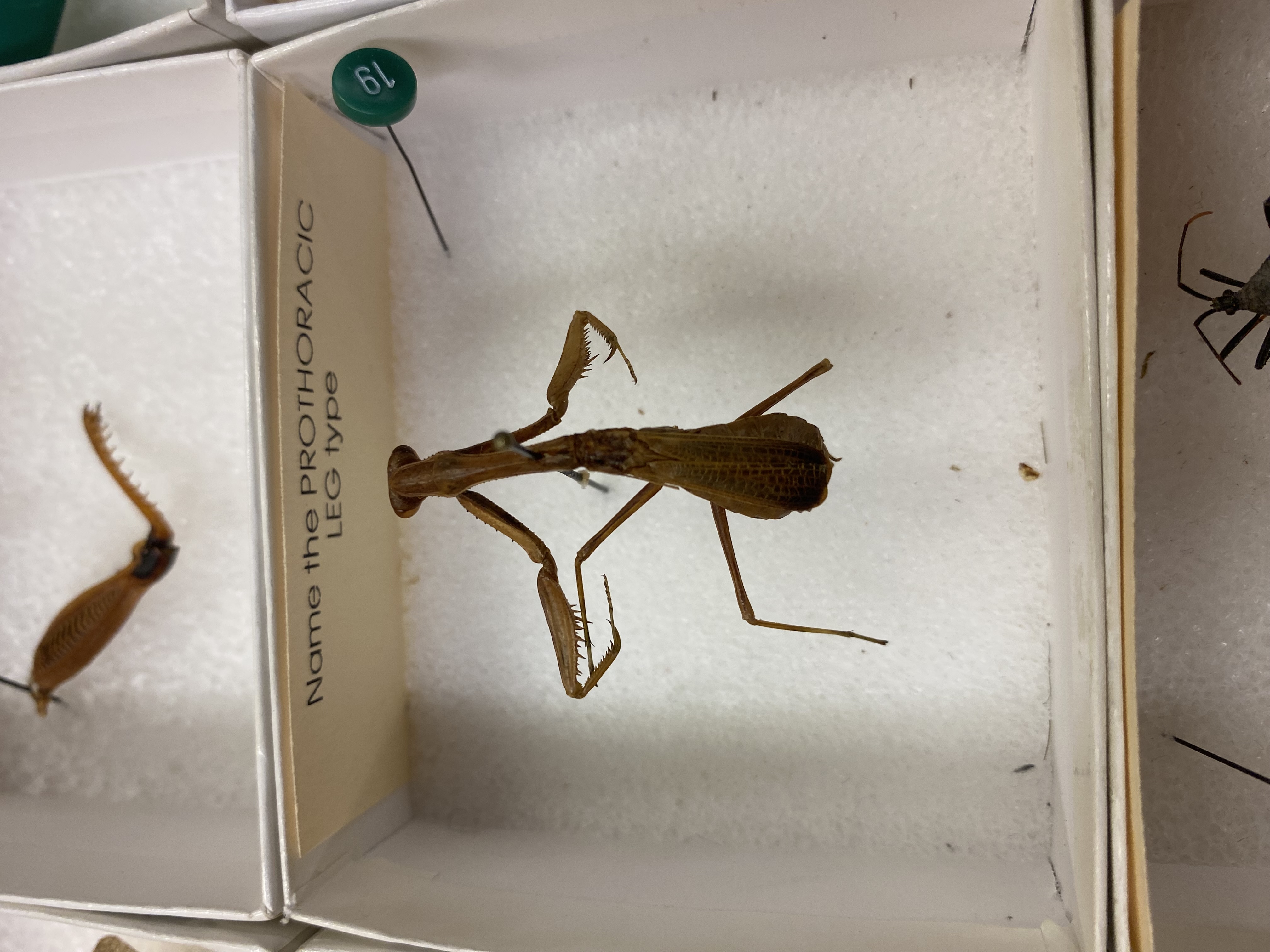 <p>Raptorial</p>