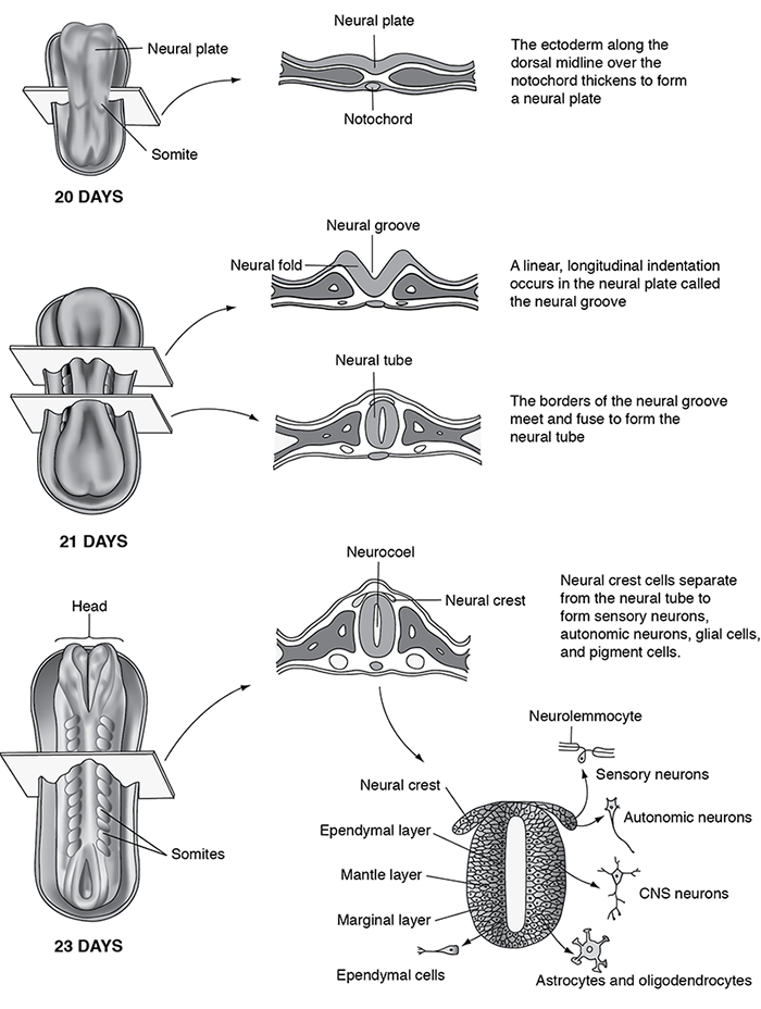 <p><span><strong><span>Formation Process</span></strong></span></p><ol type="1"><li><p><span><strong><span>Neural Plate appears from ectoderm on the dorsal surface of the embryo (about week 3).</span></strong></span></p></li></ol><ol type="1"><li><p><span><span>The plate folds to form </span><strong><span>Neural Folds</span></strong><span> and a </span><strong><span>Neural Groove</span></strong><span>.</span></span></p></li><li><p><span><span>The folds fuse in the midline forming the </span><strong><span>Neural Tube</span></strong><span>, which later becomes the </span><strong><span>CNS</span></strong><span>.</span></span></p></li><li><p><span><span>The hollow inside becomes the </span><strong><span>central canal</span></strong><span> (spinal cord) and </span><strong><span>ventricles</span></strong><span> (brain).</span></span></p></li></ol><p><span><strong><span>Notochord</span></strong></span> (below the neural tube) will guide the development of vertebral bones and spinal alignment.</p>
