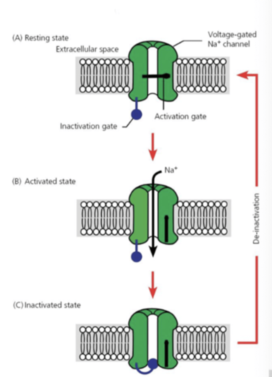 <p>A = at resting membrane potential</p><p>- activation gate closed</p><p>- not going to let any sodium in</p><p>- potassium is leaking out </p><p>B = activated by signal</p><p>- voltage gated</p><p>- ligand gated</p><p>- activation gate opens</p><p>- sodium comes in making cell more positive</p><p>C = inactivated state </p><p>- time and return to RMP required to reset</p><p>- refractory to subsequent stimulus</p><p>- inactivation closed</p>