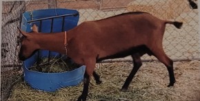 <p>originated in switzerland and imported to us in 1900s. can be black, red or brown . good pack animals . produces high volumes of milk and are suitable for commercial dairy goat farms</p>