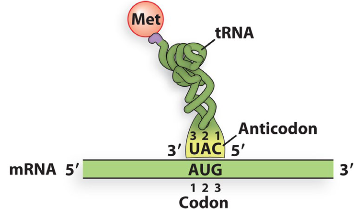 <p>Anticodon of tRNA base pairs antiparallel to the codon of the mRNA</p>