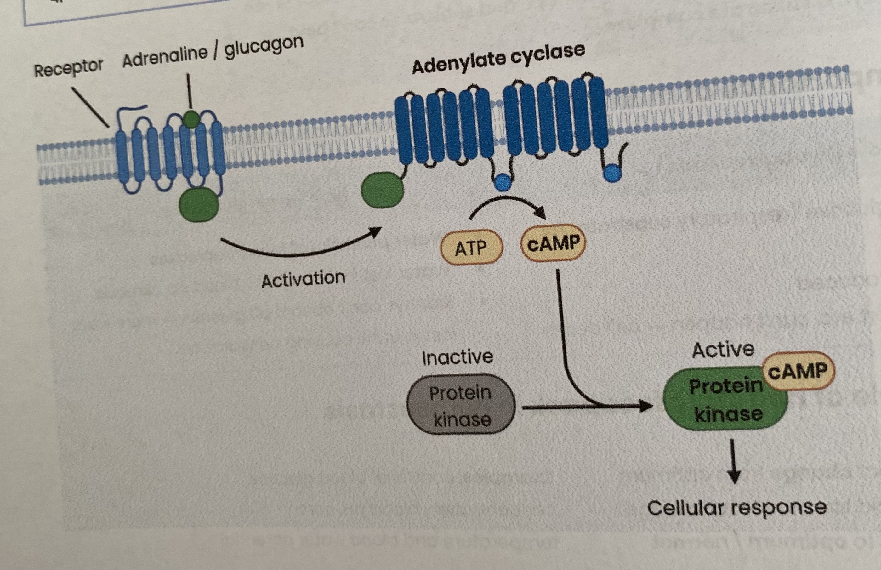 <p>Adrenaline/ glucagon (first messengers) attach to specific <strong>receptors</strong> on cell membrane which:</p><ol><li><p>Activates enzyme <strong>adenylate cyclase</strong> (changes shape)</p></li><li><p>Which converts many ATP to many <strong>cyclic AMP </strong>(cAMP)</p></li><li><p>cAMP acts as the <strong>second messenger</strong>= activates <strong>protein kinase</strong> enzymes</p></li><li><p>Protein kinases activate enzymes to break down <strong>glycogen to glucose </strong></p></li></ol><p></p>