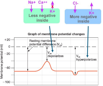 <p>Because the inside of the membrane is negative compared to the outside.</p>