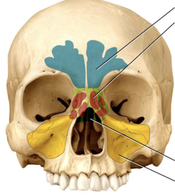 <p>A cavity within certain cranial and facial bones (maxillary, ethmoid, sphenoid, and frontal); Lined with mucus membranes (serve to humidify and warm air), reduces the weight of the skull, and helps to resonate the sound of our voice</p>