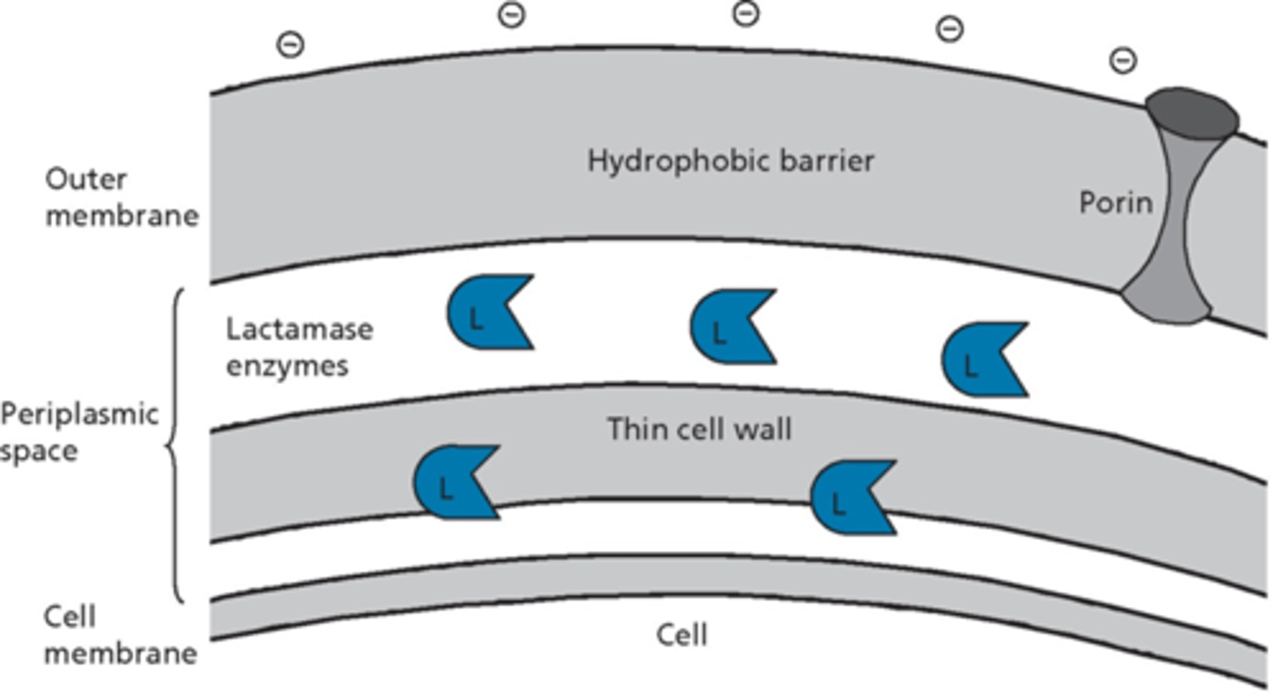 <p>- gram-positive bacteria generally sensitive</p><p>- gram-positive just secrete b-lactamases so they are not as concentrated</p><p>- gram-negative bacteria: some resistant, some sensitive (hard to get a drug in there)</p><p>– depends on structure of porin and structure of penicillin</p>