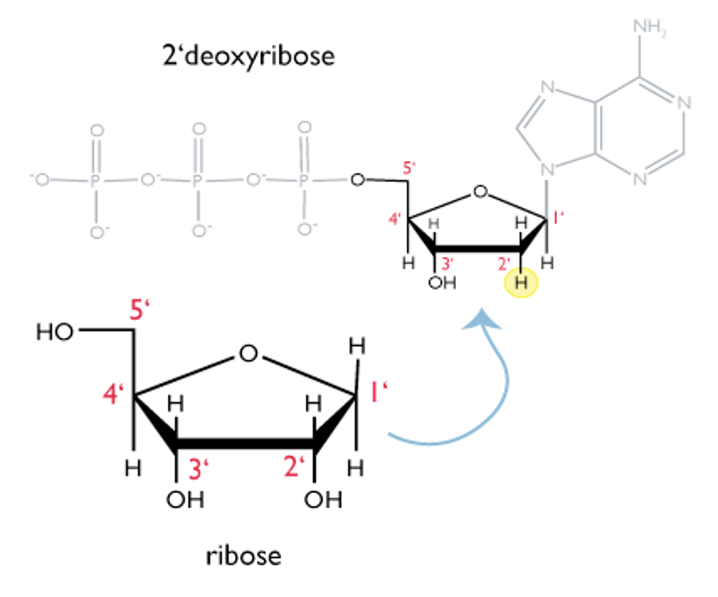 <p>Ribose-5-phosphate is a key component of DNA and RNA.</p>