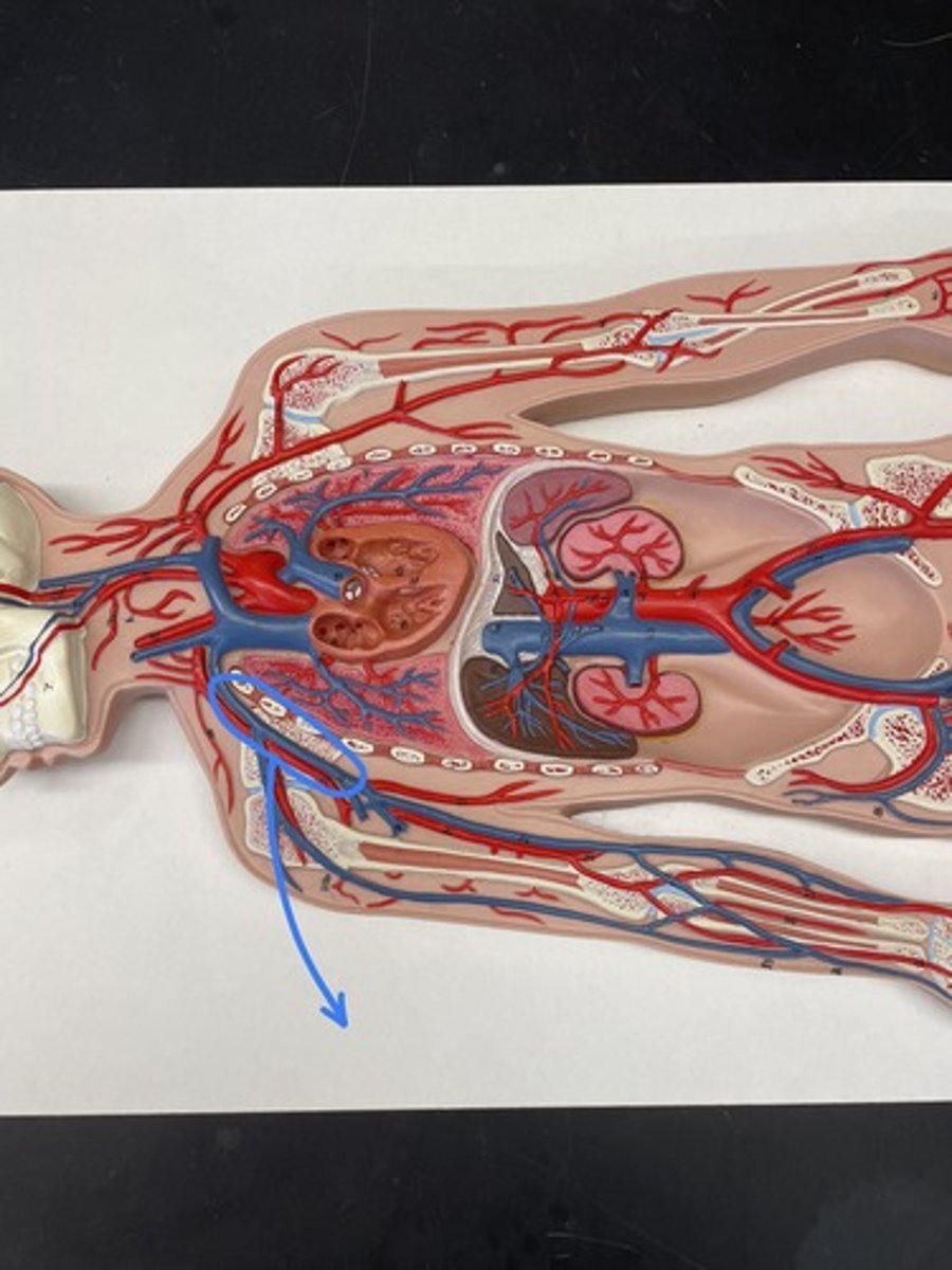 <p>The subclavian vein arises as the continuation of</p><p>the</p>