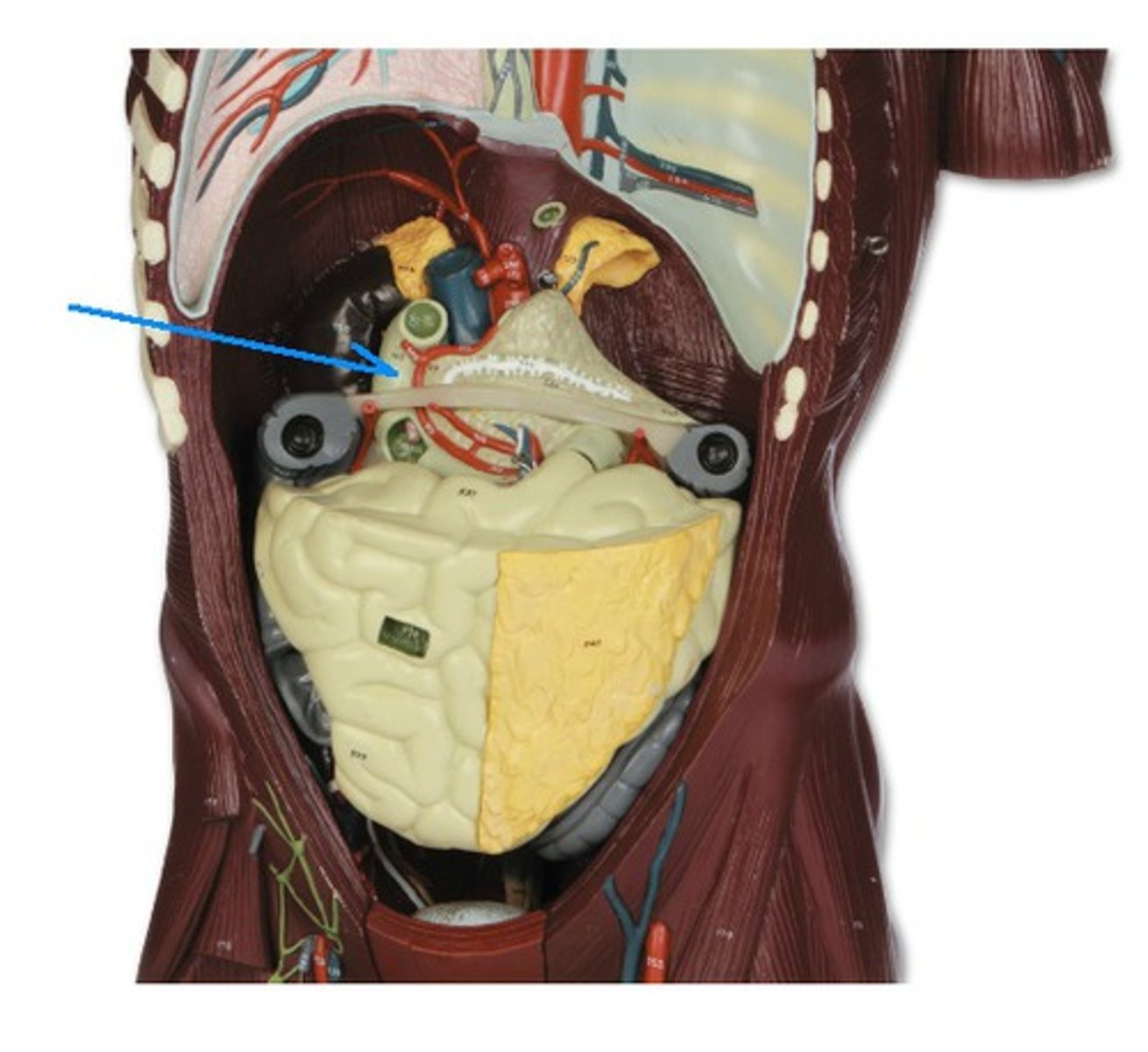 <p>Identify the structure, organ, or bone.</p>
