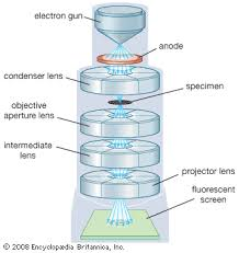 <p>SEM? OR TEM?</p>