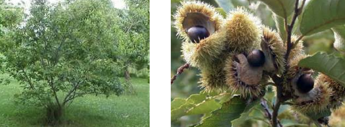 <p><em>Castanea pumila</em></p><p>Fagaceae</p>