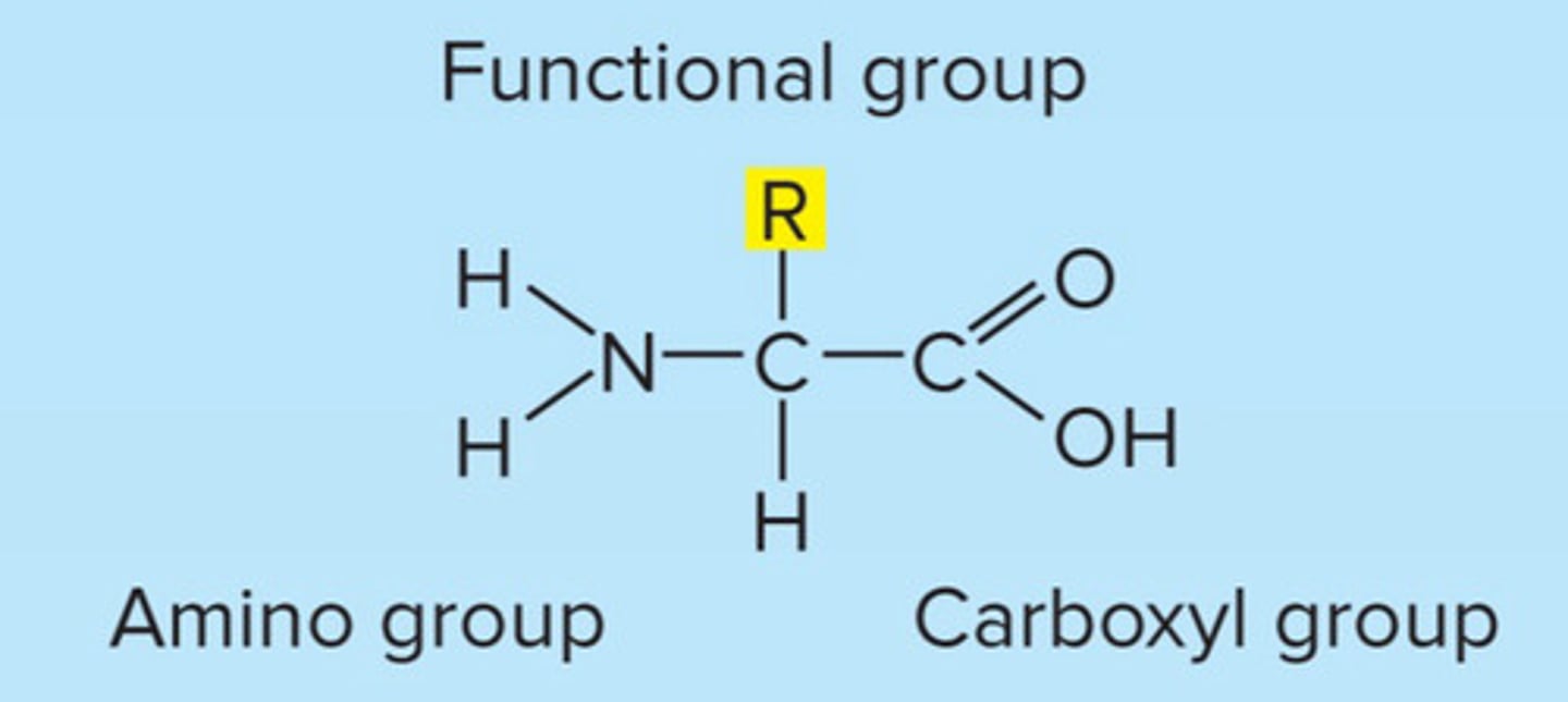 <p>amino group on one end and carboxyl group on other</p>