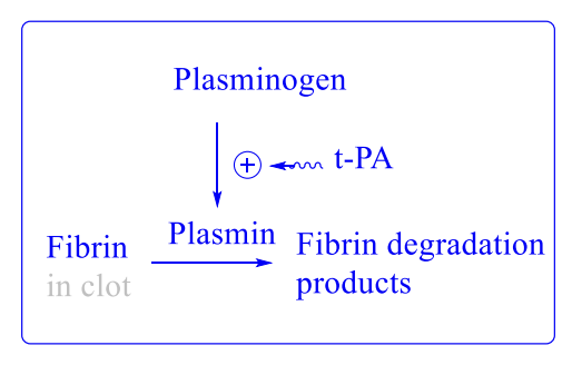<ul><li><p><strong>Plasminogen</strong> converted → <strong>plasmin</strong> (fibrin-digesting enzyme)</p></li><li><p>Major activator: <strong>tPA</strong> from endothelium</p></li><li><p>tPA regulated by <strong>PAI-1 and PAI-2</strong></p></li></ul><p></p>
